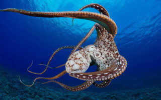 Large octopus swimming ocean tentacles - ernst haeckel free wallpaper