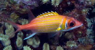 Yellow striped fish swimming corals - yellow stripe free wallpaper