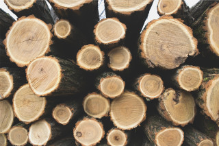Cut logs stack white background - a white frame free wallpaper