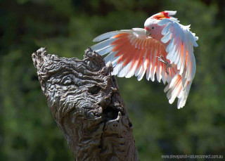 Bird wings spread tree stump - adobe photoshop free wallpaper