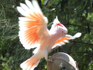 Pink white bird orange wings 2 - elizabeth durack free wallpaper