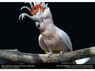 White bird red yellow mohawk - an illustration free wallpaper
