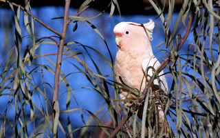 Bird perched tree branch blue - elizabeth durack free wallpaper