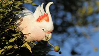 White bird eating apple outdoors - aloysius okelly free wallpaper