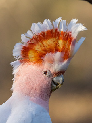White orange bird red white - elizabeth durack free wallpaper
