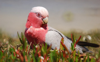 Pink white bird grass surrealism - surrealism free wallpaper