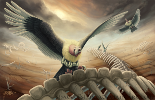Bird flying skeleton field back - back free wallpaper