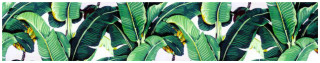 Green plant large leaves white - a green plant free wallpaper