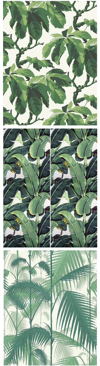 Green leaves white background palm - a series free wallpaper