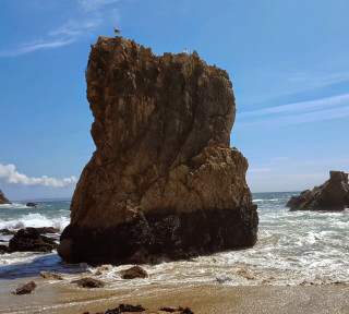 Large rock ocean beach bird - stuckism free wallpaper