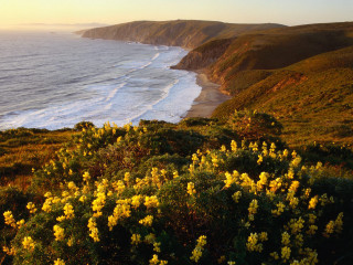 Beach water hillside yellow flowers - a hill side free wallpaper