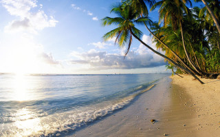 Beach palm trees ocean sun 3 - a sun free wallpaper