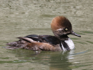 Duck brown head swimming water - brown free wallpaper