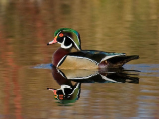 Duck swimming pond reflection tree - its reflection free wallpaper
