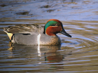 Duck brown green head white - male free wallpaper