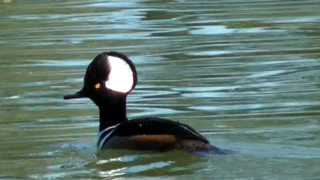 Duck swimming water light reflection - brenda chamberlain free wallpaper