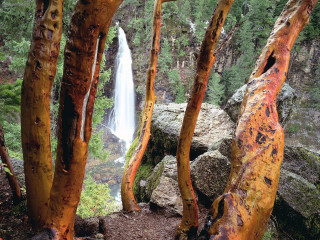 Waterfall forest trail trees nature - the fall free wallpaper