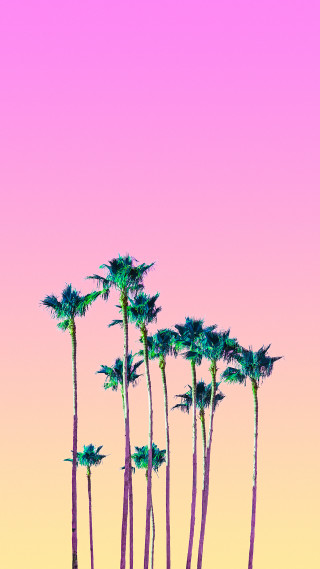 Palm trees pink sky background - palm tree free wallpaper