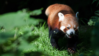 Red panda walking grass dark - david young cameron free wallpaper
