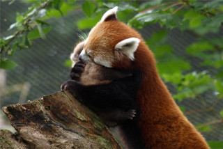 Red panda climbing tree branch - its head on free wallpaper