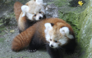 Red pandas zoo enclosure standing - free animals wallpaper