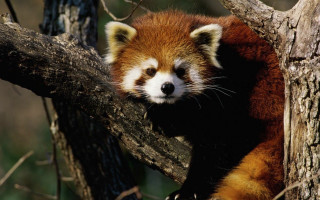 Red panda sad looking tree - chippy free wallpaper