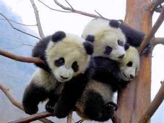 Two panda bears sitting in - chen chi free wallpaper