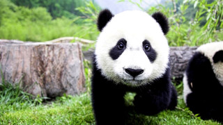 Panda running grass tree stump 2 - a green grass area free wallpaper