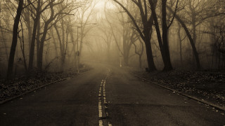 Forest road fog empty trees - grim free wallpaper