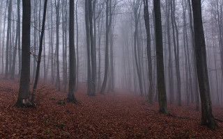 Foggy forest trees leaves bench 3 - a foggy forest free wallpaper