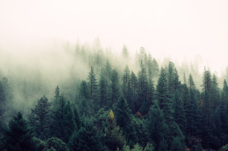 Foggy forest trees night starry - green tree free wallpaper