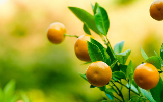 Oranges hanging tree branch leaves - orange free wallpaper