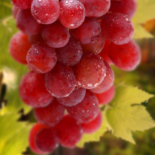 Grapes water droplets branch leaves - water droplet free wallpaper