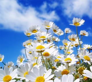 Flower field blue sky daisies 2 - under free wallpaper