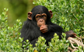 Black monkey eating food bush - a piece of food free wallpaper