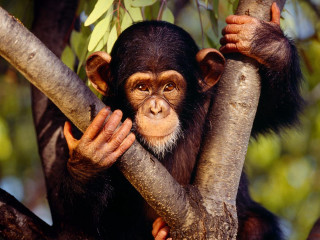 Monkey sitting tree reaching branch - a monkey free wallpaper