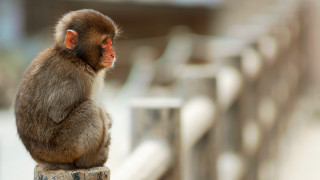 Monkey sitting wooden post bridge - a wooden post free wallpaper