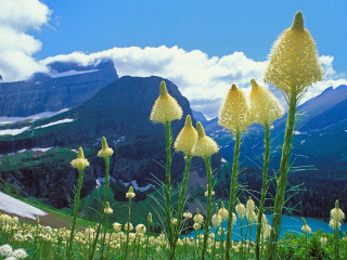 Yellow flowers field mountains clouds - beautiful scenery free wallpaper for desktop