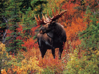Moose large antlers autumn forest - tree and bushes free wallpaper for desktop