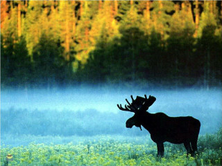 Moose field trees background fog - the air behind free wallpaper