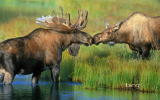 Moose fighting water grass field - their head free wallpaper