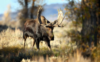 Moose large antlers field grass - douglas robertson bisset free wallpaper