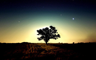 Lone tree field night moon - a lone tree in a field free wallpaper