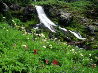 Waterfall lush forest wildflowers rocks - impressionist free wallpaper