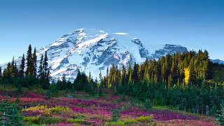Mountain snow peak trees flowers - beautiful landscape free wallpaper