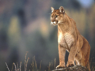 Mountain lion rock wilderness blurry - a blurry background of trees and bushes free wallpaper