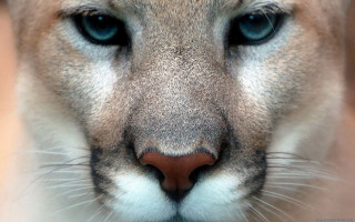 Mountain lion blue eyes nose - carlos catasse free wallpaper for desktop