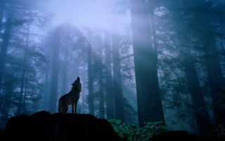 Wolf rock forest night fog - a rock in a forest free wallpaper