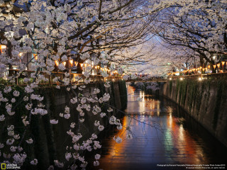 River flowers bridge lights people - a few person free wallpaper