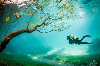 Swimming person tree branch rock - a person swimming free wallpaper
